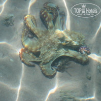 Zahabia Hotel & Beach Resort 4* - Фото отеля