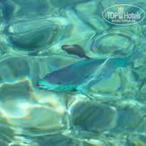 Zahabia Hotel & Beach Resort 4* - Фото отеля