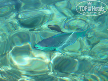Zahabia Hotel & Beach Resort 4* - Фото отеля