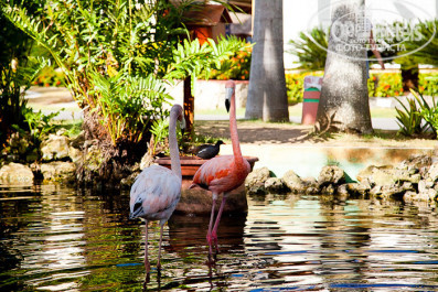 Grand Palladium Punta Cana Resort & Spa 5* - Фото отеля