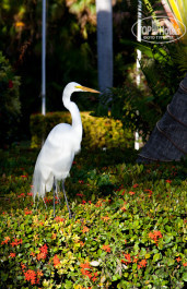 Grand Palladium Punta Cana Resort & Spa 5* - Фото отеля