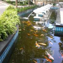Heritage Pattaya Beach Resort 4* рыбки - Фото отеля