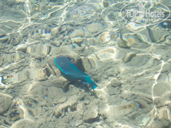 Zahabia Hotel & Beach Resort 4* такая "фотомодель" плавала на мели - Фото отеля