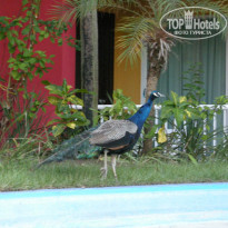 Punta Cana Princess All Suite Resort & Spa 5* Соседний отель - Фото отеля