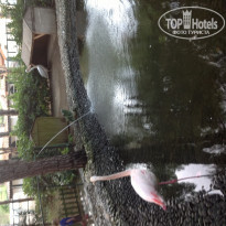 Zeynep Hotel 5* Фламинго - Фото отеля