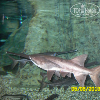 Carlton Sharjah 4* Подводный зоопарк - Фото отеля