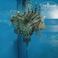 Zahabia Hotel & Beach Resort 4* Яд этой рыбки смертелен для человека. - Фото отеля