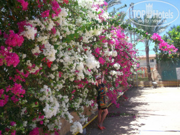 Sharm Grand Plaza Resort 5* цветочная стена - Фото отеля