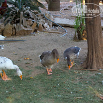 Green Paradise Beach Hotel 4* - Фото отеля