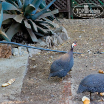 Green Paradise Beach Hotel 4* - Фото отеля