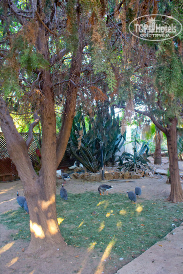 Green Paradise Beach Hotel 4* - Фото отеля