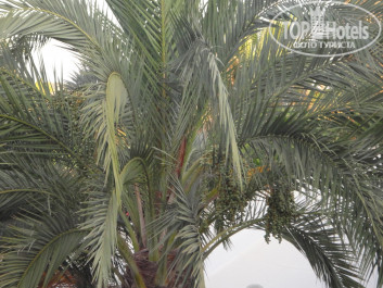 Green Paradise Beach Hotel 4* - Фото отеля