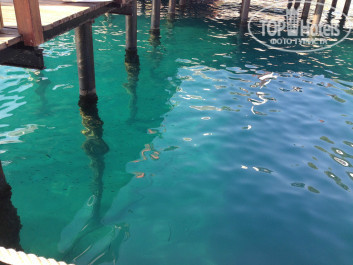 Akra Kemer 5* изумрудный цвет воды) - Фото отеля