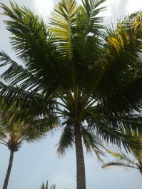 Cinnamon Bentota Beach 4* - Фото отеля