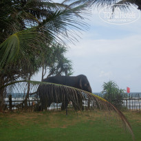 Cinnamon Bentota Beach 4* по улице слона водили - Фото отеля