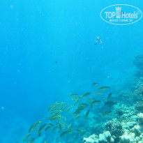 Zahabia Hotel & Beach Resort 4* - Фото отеля