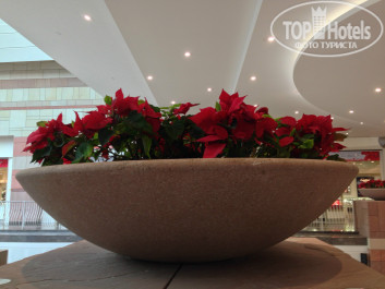 Golden Tulip Sharjah 4* Живые пуансеттии в молле. - Фото отеля