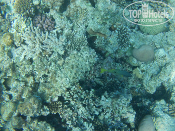 Zahabia Hotel & Beach Resort 4* - Фото отеля