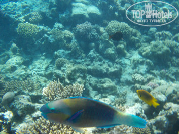 Zahabia Hotel & Beach Resort 4* - Фото отеля