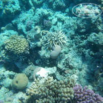 Zahabia Hotel & Beach Resort 4* - Фото отеля