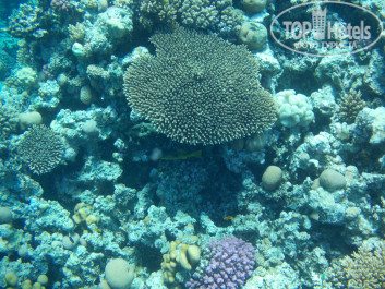 Zahabia Hotel & Beach Resort 4* - Фото отеля