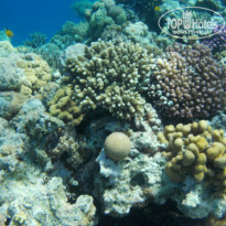 Zahabia Hotel & Beach Resort 4* - Фото отеля
