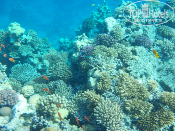Zahabia Hotel & Beach Resort 4* - Фото отеля