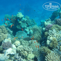 Zahabia Hotel & Beach Resort 4* - Фото отеля
