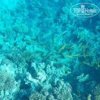 Zahabia Hotel & Beach Resort 4* - Фото отеля