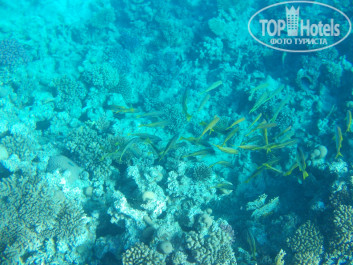 Zahabia Hotel & Beach Resort 4* - Фото отеля