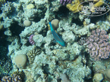 Zahabia Hotel & Beach Resort 4* - Фото отеля