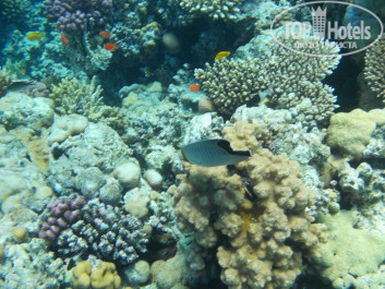 Zahabia Hotel & Beach Resort 4* - Фото отеля