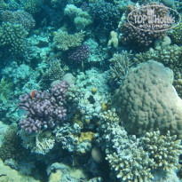 Zahabia Hotel & Beach Resort 4* - Фото отеля