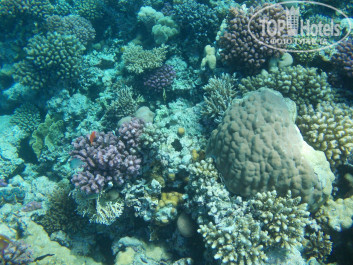 Zahabia Hotel & Beach Resort 4* - Фото отеля