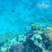 Zahabia Hotel & Beach Resort 4* - Фото отеля