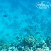 Zahabia Hotel & Beach Resort 4* - Фото отеля