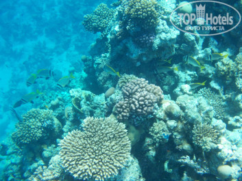 Zahabia Hotel & Beach Resort 4* - Фото отеля