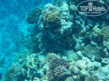 Zahabia Hotel & Beach Resort 4* - Фото отеля