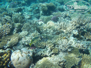 Zahabia Hotel & Beach Resort 4* - Фото отеля