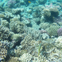 Zahabia Hotel & Beach Resort 4* - Фото отеля