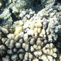 Zahabia Hotel & Beach Resort 4* - Фото отеля