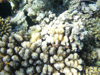 Zahabia Hotel & Beach Resort 4* - Фото отеля
