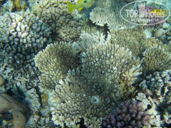 Zahabia Hotel & Beach Resort 4* - Фото отеля