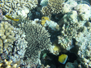 Zahabia Hotel & Beach Resort 4* - Фото отеля
