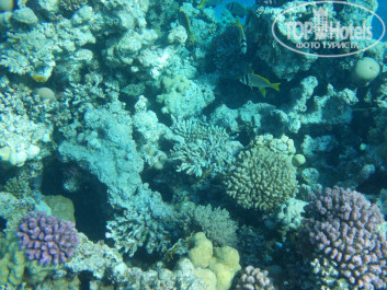 Zahabia Hotel & Beach Resort 4* - Фото отеля