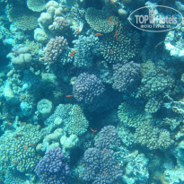 Zahabia Hotel & Beach Resort 4* - Фото отеля