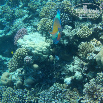 Zahabia Hotel & Beach Resort 4* - Фото отеля