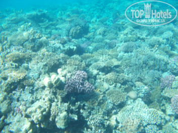 Zahabia Hotel & Beach Resort 4* - Фото отеля