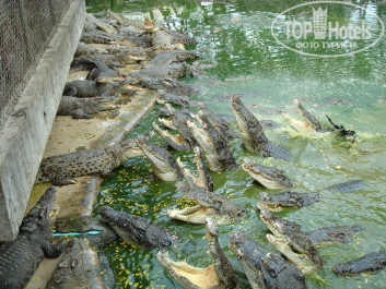 Heritage Pattaya Beach Resort 4* Крокодиловая ферма - Фото отеля