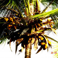 Grand Palladium Punta Cana Resort & Spa 5* - Фото отеля